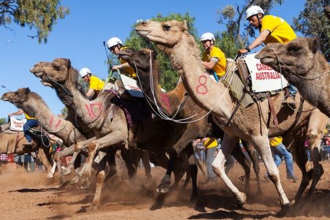 camels racing